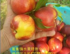 安徽砀山现在是油桃大量上市的季节
