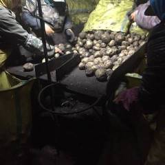 内蒙古呼伦贝牙克石主要种植 兴佳，荷兰