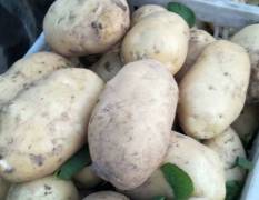 东昌府荷兰十五土豆现在上货量一天比一天大