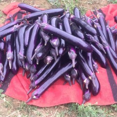 广西西乡冬瓜南瓜番茄辣椒茄子等各种果蔬