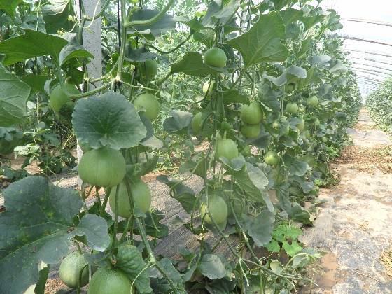 2018年山东昌乐绿宝，博洋，景价格