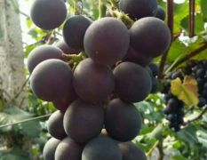 山东莱西暖室大棚葡萄已经陆续大量上市