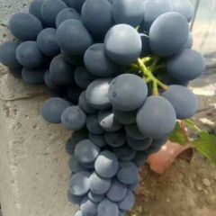 山东莱西夏黑葡萄 数千个温室大棚