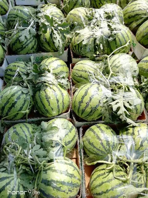 2018年河南夏邑8424西瓜价格