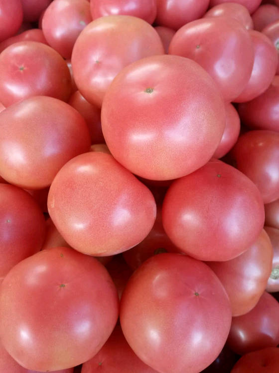 供应:河南省新乡市延津县粉红西红柿基地