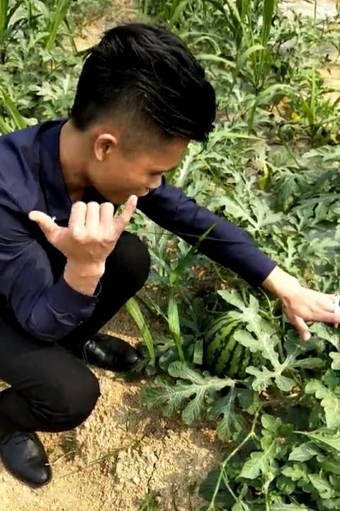 2018年广西江南甜王系列价格