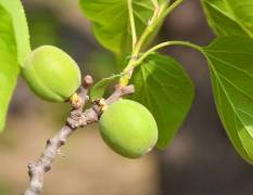 河北深州成片的杏园，品种齐全价格优惠