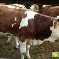 山西西门塔尔怀孕大母牛