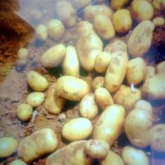 滕州春土豆大量上市，质优价廉