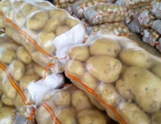 河北昌黎大棚土豆