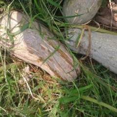 河南邓州金韩密本南瓜，质量很好