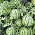 夏邑郭庄杜海涛5月8424西瓜