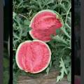 夏邑西瓜 8424西瓜 果实圆形
