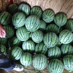 东台三仓镇供应8424，早春红玉，特小凤￼￼