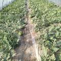 郸城西瓜种植面积3百多亩，以8424为主