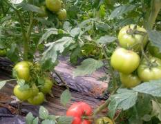 海阳地理标志性西红柿品种普罗旺斯