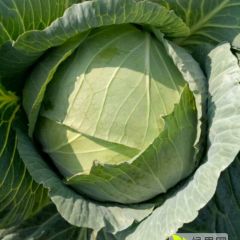 湖北嘉鱼万亩甘蓝大量上市，品种齐全