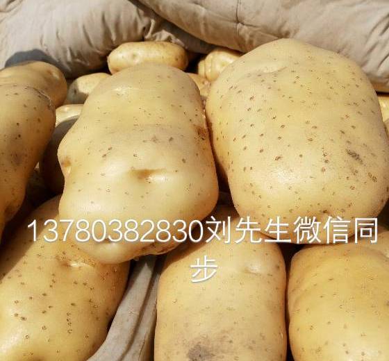 2018年河北昌黎中薯系列价格