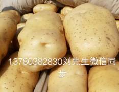 河北省昌黎新集宝海货站中薯系列