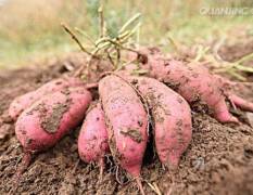 泗县辖红薯商薯19优质改良品种