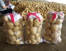 河北秦皇岛土豆产地一手货源现挖销售黄心沃土5，实验一，常磊8，太和6