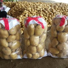 河北秦皇岛土豆产地一手货源现挖销售黄心沃土5，实验一，常磊8，太和6