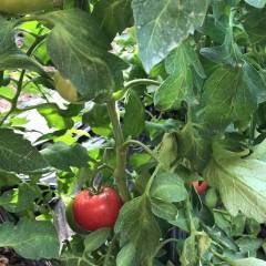 利津产大量优质西红柿大量上市