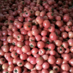 山东莘县宝石捷西红柿 永星专业合作社