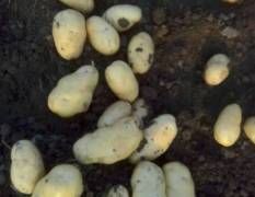 平邑供应产地与库区荷兰系列土豆