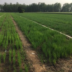 河南禹州自家十五亩小葱即将上市