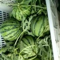 河南夏邑（中国西瓜之乡）8424大量上市