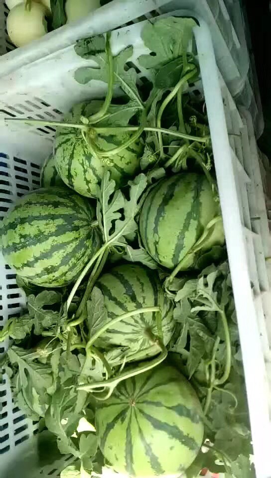 2018年河南夏邑8424西瓜价格