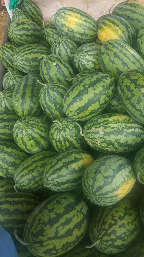 江南小富西瓜大量上市现瓜已有八九成熟
