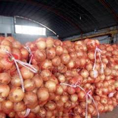 2018新野洋葱 圆葱主要的生产基地