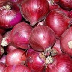 河南省南阳市新野县紫皮洋葱品质优良