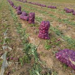 河南新野常年代办各季节新鲜蔬菜