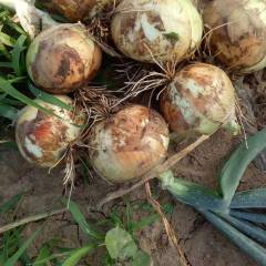 2018新野黄红皮洋葱，辣椒