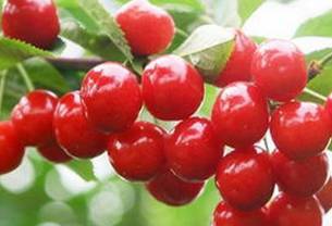 大荔樱桃，俏销大江南北，每斤17元！