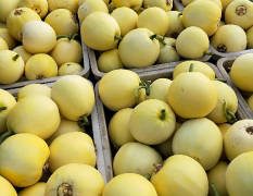 费县新田20甜瓜果形园、颜色黄口感甜