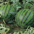 河南夏邑8424西瓜现正大量上市