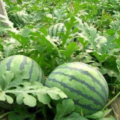 清苑万亩西瓜上市，大面积成熟，价格合理