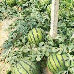 保定，西瓜大量上市，甜王，华欣，双星西瓜