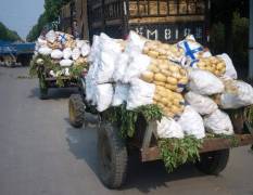 山东泗水中薯系列 多年的土豆种植经验