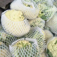 本地是万亩蔬菜基地常年供应各种蔬菜现有有机花