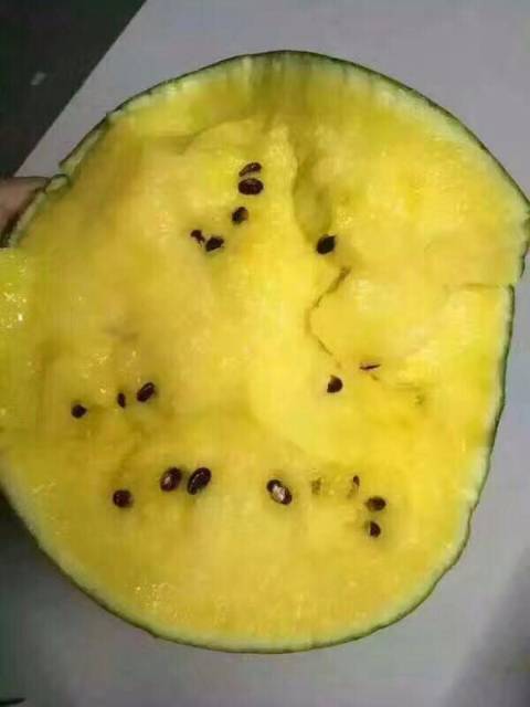 特小凤价格