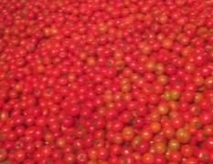 泸西-西红柿，产于云南