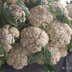 江苏沛县白面青梗松花菜