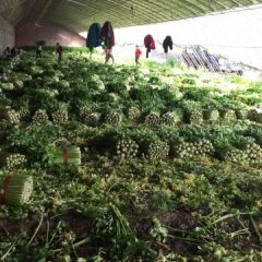 天津市静海芹菜收获中，高度80cm