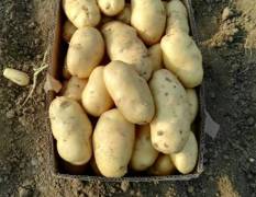山东泗水大棚种植新鲜土豆大量上市
