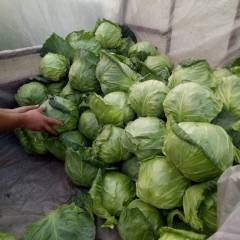 郯城味甘蓝大量上市，颜色绿